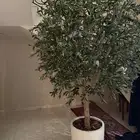 شجره زيتون صناعيه