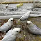 فروخ روز
