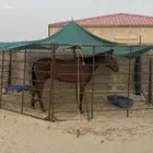 للبيع حصان أنجليزي على الشرط