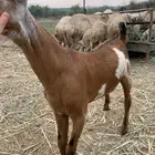 تيس