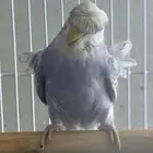 زوج هوقو كريست وردتين بعمر ثلاثه شهور بدون ملحقات