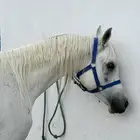 حصان واهو
