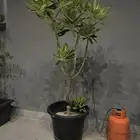 للبيع شجرة ياسمين هندي