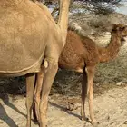 نياق العدد ثنتين