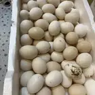 بيض بلدي