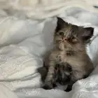 قطه شيرازي كتن للبيع