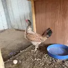 دجاجه منتجه