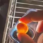 زوج روز مع بيضهم وفرخ