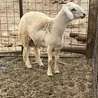 طلى حرى جبر
