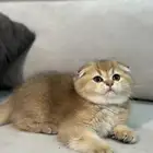 سكوتش فولد وستريت