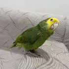 أمزوني عمر سنة متكلم