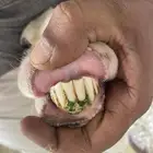 شاه سواكنية معها 2 طليان ورفيديه معها 2 طلي ورخل للبيع جمله