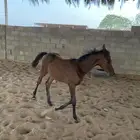 مهر واهو لم يسجل يحق للمشتري التسميه والتسجيل