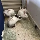 للبيع أرانب حي أو مذبوح الموقع الخرج