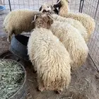بهم نعيم
