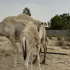 قعود لباني على حليب امه العمر 8 شهور