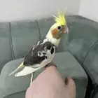 فرخ كروان تربيه ياكل لحاله