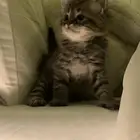 كيتن للبيع
