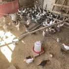 صوص دجاج عمر شهر ونص