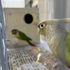 جوز كنيور منتج شرط