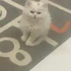 قطه بيضاء جميله عمرها شهرين