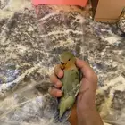 فروخ روز للبيع