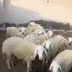 رخال مضاريع بفحلها تم البيع تم البيع الله يبارك لراعيها