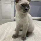 قط هملايا تبني