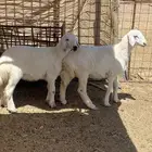 الطليان طيب