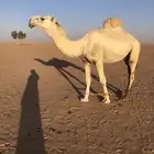 الرماني سنه رباع