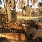 سواكن الموقع ساجر