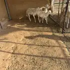 خروف مشروط من المالطيه وينسف