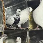 للبيع عشتين حمام مشكل فرنسي هندي