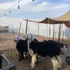 ذبايح نجد طيبه