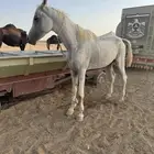 حصان عربي