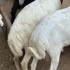 رفيديات عمر 5 شهور