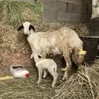 رخل مولده تحتها 1