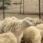 خروف حري فحل