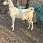 عنز بيشي برصه