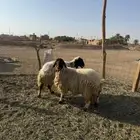 شياه نعيم