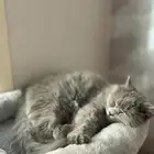 تبني