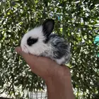 ارانب قزم كيوت و لطيفة و احجم صغيره