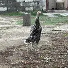 دجاج سندي