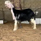 مشروع فحل خصم نجدي