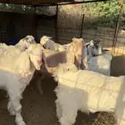 تيوس جذعان جبره طيبات المزاحمية غرب الرياض
