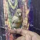 كناري فرخ غر