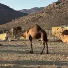 بكره طيبه حايل