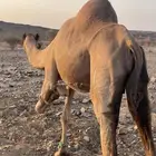 ملاقي للبيع