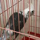 كروان ذكر