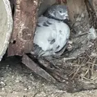 جوزين حمام باكستاني
